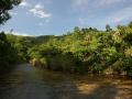 Beautiful island river vegetation