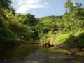 Beautiful island vegetation