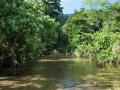 Beautiful island vegetation