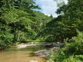 Tropical jungle river vegetation