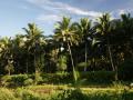 Tropical jungle vegetation