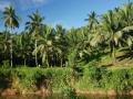 Jungle river nature