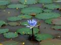 Flor de loto azul