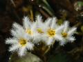 Enano flor de loto blanco