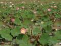 Flor de loto rosa pond