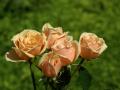 Most beautiful peach roses - wallpaper