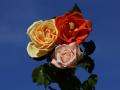 Beautiful colorful roses wallpaper