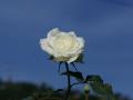 Beautiful white rose photo wallpaper