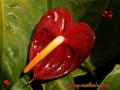 Dark red Anthurium flower