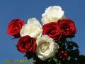 Beautiful red and white roses