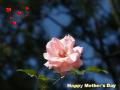 Pink rose - Happy Mothers Day wallpaper