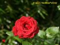 Red rose - Happy Mother Day wallpaper