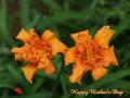 Orange lily flower