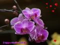 Purple orchid