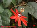 Exotic red Passion flower