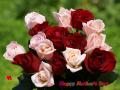 Pink and red roses