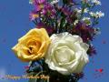 White and yellow rose