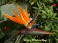 Tropical Bird of Paradise