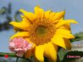 Sunflower with pink carnation