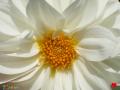 White Dahlia wallpaper - I love you