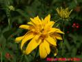 Yellow Mother day flower wallpaper