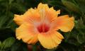 orange hibiscus flower