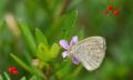 flower with butterfly