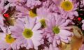 lilac daisy flowers