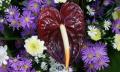 anthurium flower