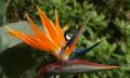 bird of paradise flower