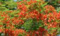 firetree flowers