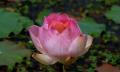 pink lotus blossom