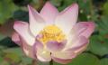 pink lotus blossom