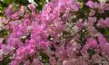 pink bougainvillea flowers