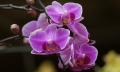 purple orchids