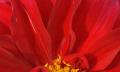 red dahlia