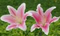 pink stargazer flowers