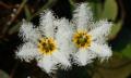 white water lily