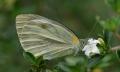 flower with butterfly