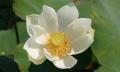 white lotus flower