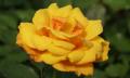 apricot rose