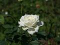 White rose photo