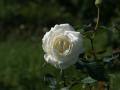 White rose photo