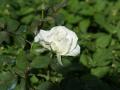 White rose photo