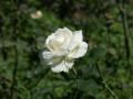 White rose photo