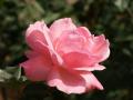 fond d'écran rose