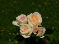 Fonds d'écran gratuits - bouquets multicouleurs de belles roses