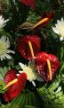 anthurium