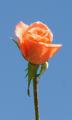 apricot rose