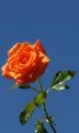 apricot rose